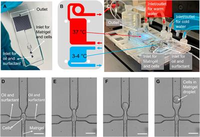 An in vitro model of cancer invasion with heterogeneous ECM created with droplet microfluidics